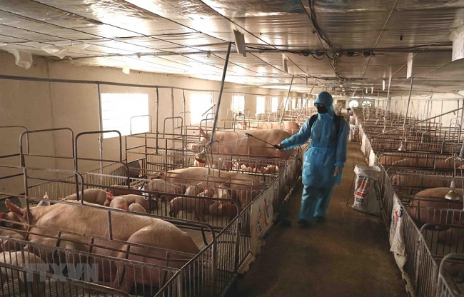 Plan for prevention and control of African swine fever in the period 2020 – 2025