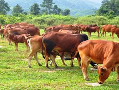Chấm dứt hoạt động dự án trang trại bò giống tại xã Nghĩa Thuận, huyện Tư Nghĩa