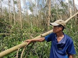 Kịp thời hỗ trợ thu mua gỗ keo ngã đổ do bão số 9