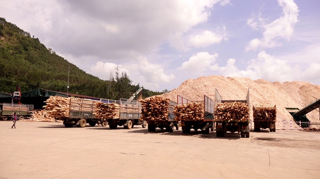 Thu mua gỗ nguyên liệu cho dân sau bão số 9