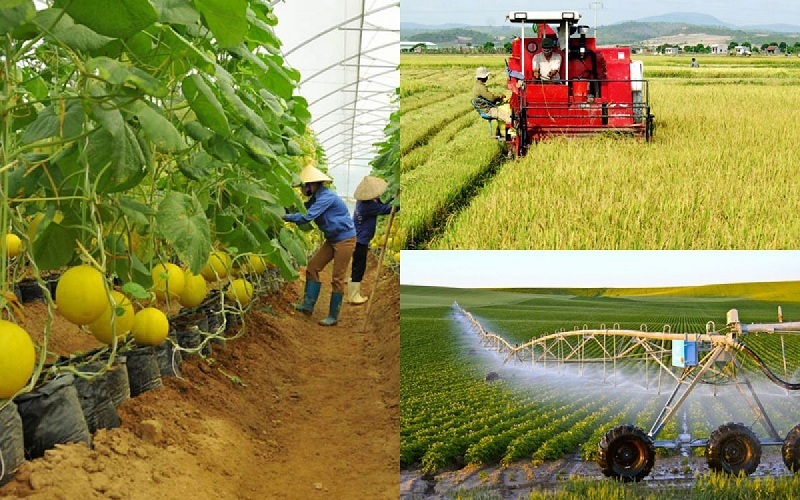 Chỉ đạo sản xuất trồng trọt trong điều kiện dịch Covid-19 trên địa bàn tỉnh