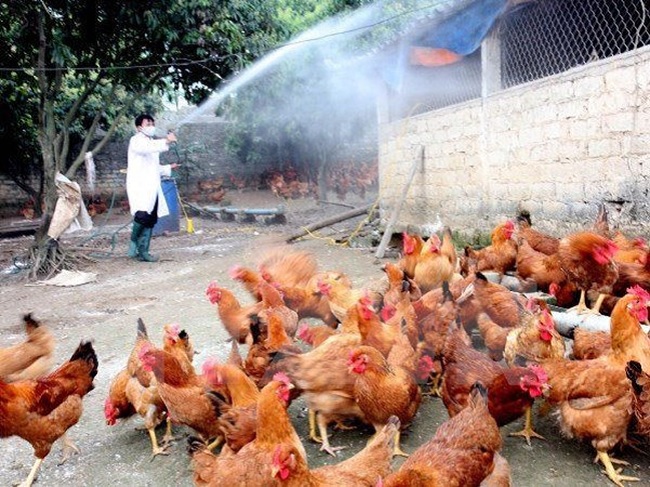 Implement drastic and synchronous solutions to control and prevent avian flu