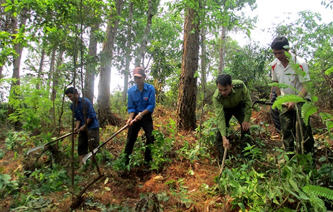 Strengthening forest protection and development