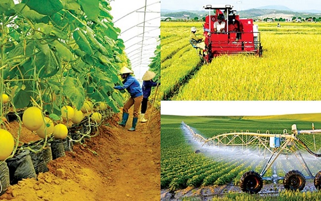 Quang Ngai restructures Quang Ngai province's agriculture until 2025