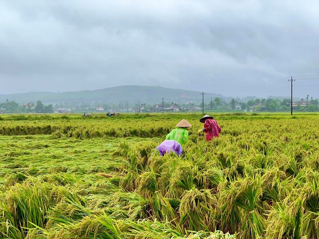 Gần 8.200 ha lúa bị ngập ứng, ngã đổ do mưa lớn bất thường