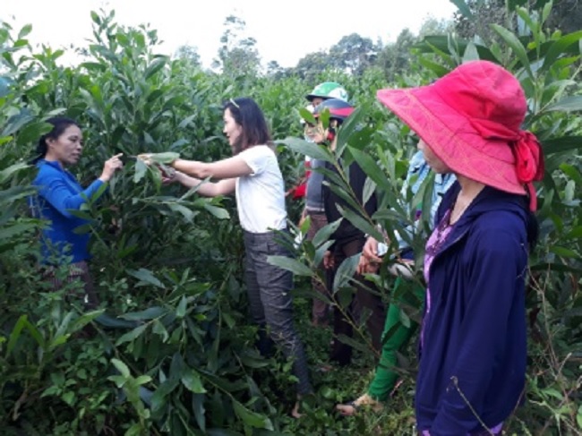 Project of the restoration of small-scale forest in Viet Nam