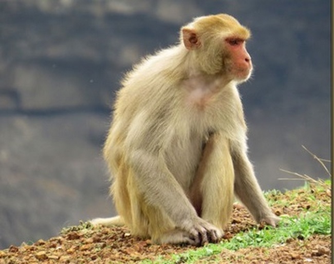 To preserve golden monkeys at Hon Tra, Binh Dong commune
