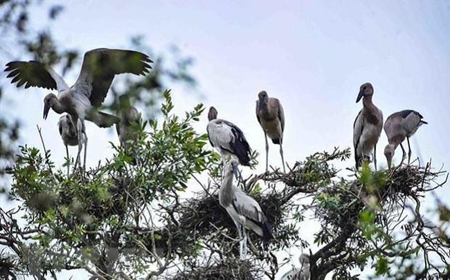 Urgent solutions to conserve wild birds