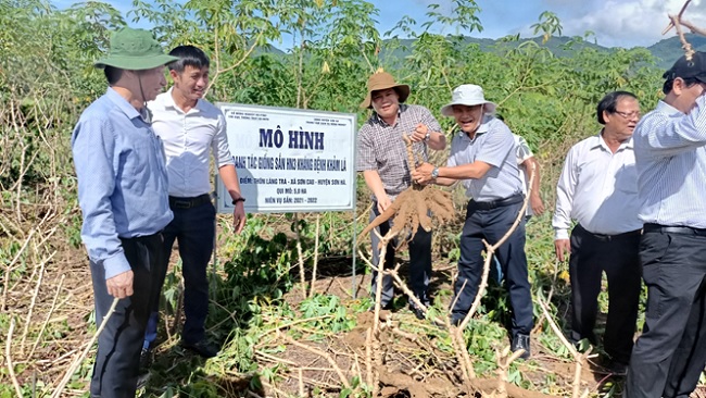 PPC's vice chairman Mr. Tran Phuoc Hien checked the results of trial planting of cassava varieties resistant to mosaic virus disease
