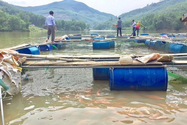 Nuôi cá nước ngọt tại các hồ chứa nước Cây Sanh, Sình Kiến, Gò Kiu tại huyện Trà Bồng