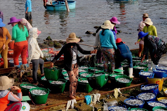 Quang Ngai fishermen catch large volume of anchovy over Lunar New Year