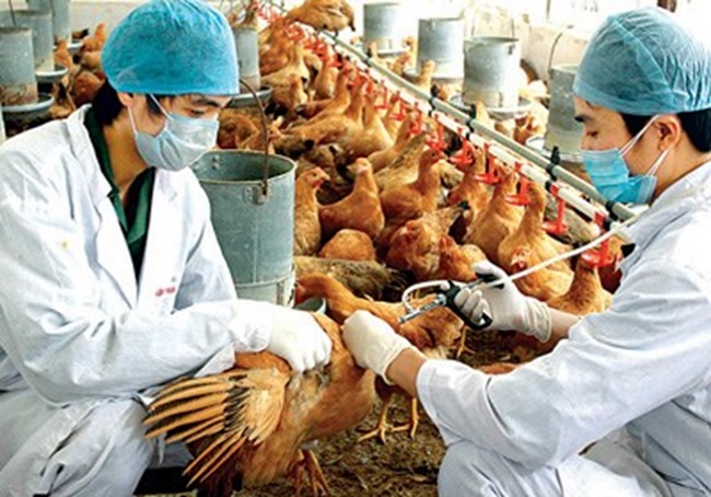 To strengthen the implementation of prevention and control of livestock and poultry diseases