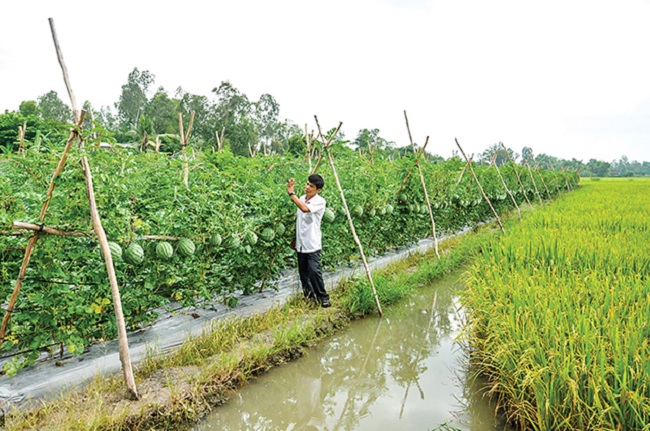 Kế hoạch chuyển đổi cơ cấu cây trồng trên 740 ha đất trồng lúa để gia tăng giá trị sản xuất
