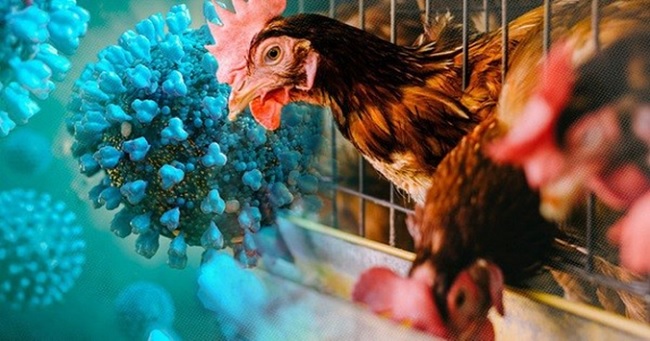 Strengthening the prevention and control of avian influenza to humans
