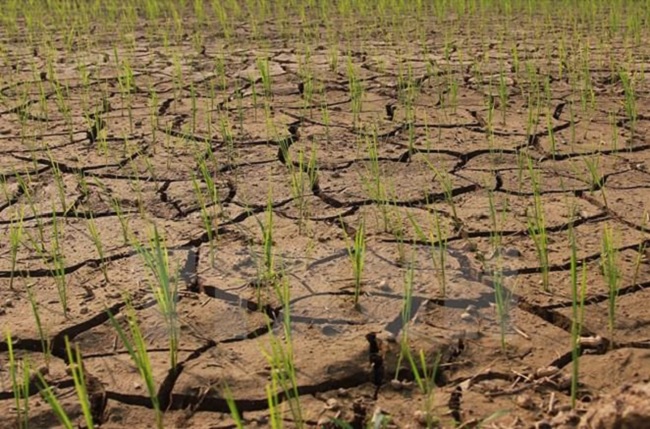 Urgent measures to cope with the risk of heat, drought, water shortage and saltwater intrusion