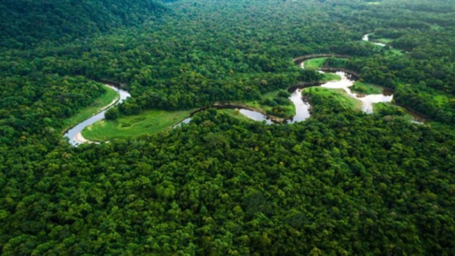 Viet Nam to develop national forest resources database