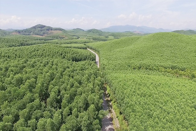 Viet Nam targets to plant additional 500,000 hectares of forests by 2030