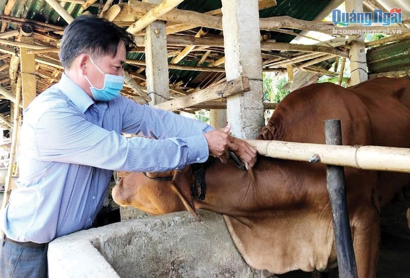 Tiêm phòng vắc xin phòng bệnh cho đàn vật nuôi trên địa bàn tỉnh năm 2024