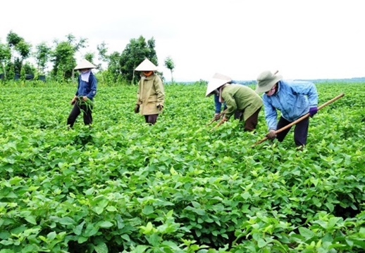 Vinasoy thử nghiệm mở rộng vùng nguyên liệu đậu nành tại Quảng Ngãi