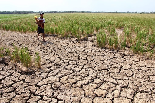 Quang Ngai allocates VND 55 billion from the local budget to combat drought