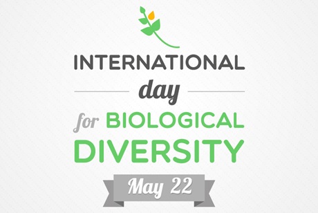 Organize activities in response to the International Day for Biodiversity