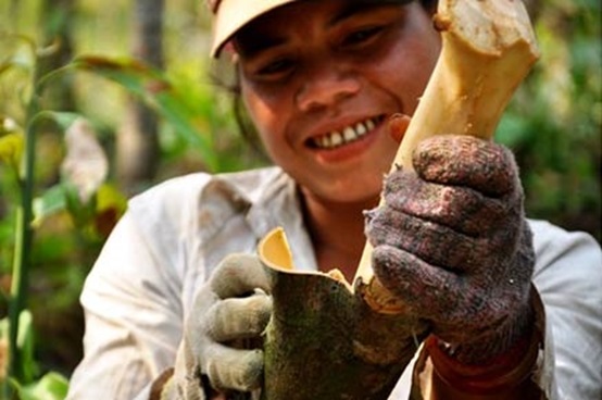 Joys of Quang Ngai cinnamon growers with a bumper crop