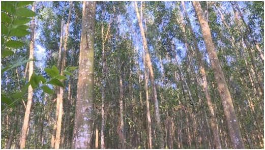 Mạnh dạn chuyển hóa rừng nguyên liệu thành rừng gỗ lớn