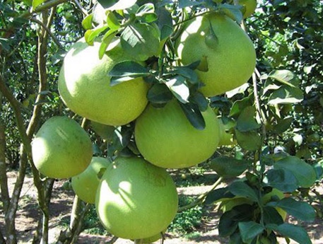 4 loại cây ăn quả của huyện Nghĩa Hành được đăng ký nhãn hiệu