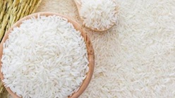 Quy định về chứng nhận chủng loại gạo thơm xuất khẩu sang EU